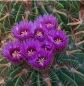 Preview: Ferocactus latispinus